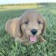 Goldendoodle Puppies for sale in West Palm Beach, FL, USA. price: NA