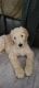 Goldendoodle Puppies for sale in Cleveland, OH, USA. price: $450