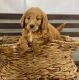 Goldendoodle Puppies for sale in Cincinnati, OH, USA. price: $1,800