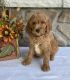 Goldendoodle Puppies for sale in Gainesville, FL, USA. price: $2,500