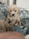 Goldendoodle Puppies for sale in Katy, TX, USA. price: $2,500