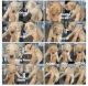 Goldendoodle Puppies for sale in Columbia, SC, USA. price: NA