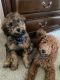 Goldendoodle Puppies for sale in Arlington, VA 22206, USA. price: NA
