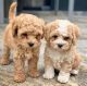 Goldendoodle Puppies for sale in Michigan City, IN, USA. price: NA
