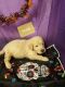 Goldendoodle Puppies for sale in Columbia, KY 42728, USA. price: NA