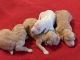 Goldendoodle Puppies for sale in St. George, UT, USA. price: $2,200
