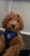 Goldendoodle Puppies for sale in Hammonton, NJ, USA. price: $800