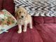 Goldendoodle Puppies for sale in Arlington, VA, USA. price: NA