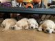 Goldendoodle Puppies for sale in Placerville, CA 95667, USA. price: NA
