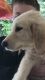 Goldendoodle Puppies for sale in 1488 Greasy Creek Rd, Shelbiana, KY 41562, USA. price: $500