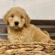Goldendoodle Puppies for sale in Cincinnati, OH, USA. price: NA