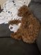 Goldendoodle Puppies for sale in Peoria, IL, USA. price: NA