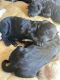 Goldendoodle Puppies for sale in Meridian, MS, USA. price: NA