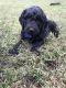 Goldendoodle Puppies for sale in New Bern, NC, USA. price: NA