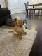 Goldendoodle Puppies for sale in Atlanta, GA, USA. price: $2,000