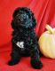 Goldendoodle Puppies for sale in Independence, MO, USA. price: NA