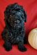 Goldendoodle Puppies for sale in Independence, MO, USA. price: $1,600