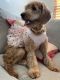 Goldendoodle Puppies for sale in Frederick, MD, USA. price: NA