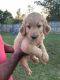 Goldendoodle Puppies for sale in Smyrna, GA, USA. price: NA