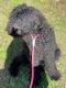Goldendoodle Puppies for sale in Spartanburg, SC 29303, USA. price: $1,000