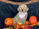 Goldendoodle Puppies for sale in 115 S Lhs Dr, Lumberton, TX 77657, USA. price: $1,300