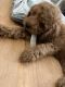 Goldendoodle Puppies for sale in Oak Harbor, WA 98277, USA. price: NA