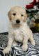 Goldendoodle Puppies for sale in Banning, CA, USA. price: NA