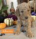 Goldendoodle Puppies for sale in Covina, CA 91722, USA. price: $2