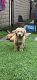 Goldendoodle Puppies for sale in Long Beach, CA, USA. price: $2,000