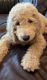 Goldendoodle Puppies for sale in Austin, TX, USA. price: $1,750