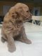 Goldendoodle Puppies for sale in Deerfield Beach, FL, USA. price: NA