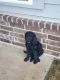 Goldendoodle Puppies for sale in Godley, TX 76044, USA. price: $800