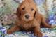 Goldendoodle Puppies for sale in Houston, TX 77062, USA. price: NA