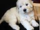 Goldendoodle Puppies for sale in Keene, NH, USA. price: NA