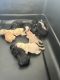 Goldendoodle Puppies for sale in Statesville, NC, USA. price: $2,000