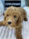 Goldendoodle Puppies for sale in Houston, TX 77062, USA. price: NA