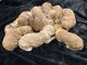 Goldendoodle Puppies for sale in Denison, TX 75020, USA. price: NA