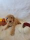 Goldendoodle Puppies for sale in Cache, OK 73527, USA. price: NA