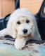 Goldendoodle Puppies for sale in Fort Smith, AR, USA. price: NA