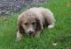 Goldendoodle Puppies for sale in Laingsburg, MI 48848, USA. price: NA