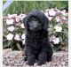 Goldendoodle Puppies for sale in Richmond, VA, USA. price: $1,300
