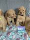 Goldendoodle Puppies for sale in Lansing, MI, USA. price: NA