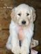 Goldendoodle Puppies for sale in Strawberry Plains, TN 37871, USA. price: $900