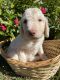 Goldendoodle Puppies for sale in Pleasant Grove, AL, USA. price: NA