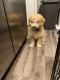 Goldendoodle Puppies for sale in Milwaukee, WI, USA. price: $1,000