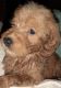 Goldendoodle Puppies for sale in Lebanon, MO 65536, USA. price: $400