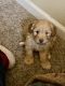 Goldendoodle Puppies for sale in Atchison, KS, USA. price: NA