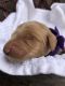 Goldendoodle Puppies for sale in Rutherfordton, NC, USA. price: NA