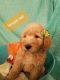 Goldendoodle Puppies for sale in Columbia, KY 42728, USA. price: $600