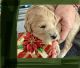 Goldendoodle Puppies for sale in Lake Worth, FL, USA. price: $3,000